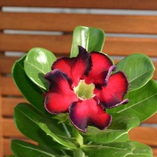 Adenium cv Black Beauty (2409 відвідувань) Adenium cv Black Beauty