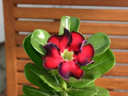 Adenium cv Black Beauty (2404 відвідувань) Adenium cv Black Beauty
