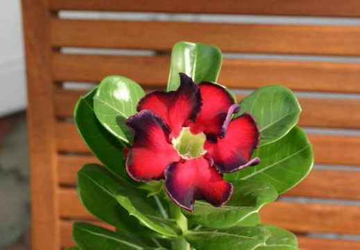 Adenium cv Black Beauty (2403 відвідувань) Adenium cv Black Beauty