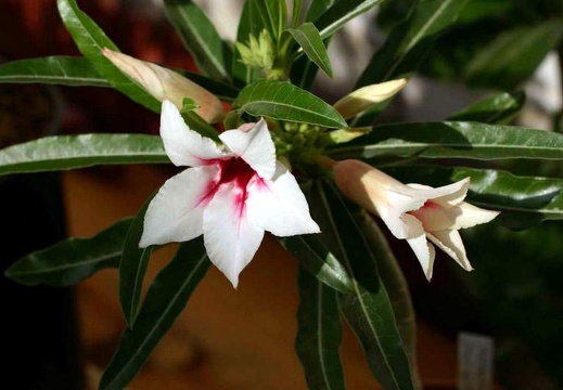 Adenium cv Canary Bird Peach (2343 відвідувань) Adenium cv Canary Bird Peach