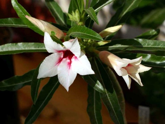 Adenium cv Canary Bird Peach (2350 відвідувань) Adenium cv Canary Bird Peach