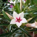 Adenium cv Canary Bird Peach 2 (2188 відвідувань) Adenium cv Canary Bird Peach 2