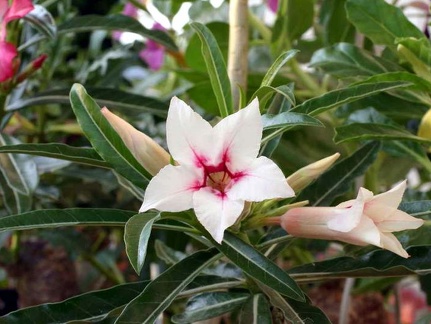 Adenium cv Canary Bird Peach 2 (2187 відвідувань) Adenium cv Canary Bird Peach 2