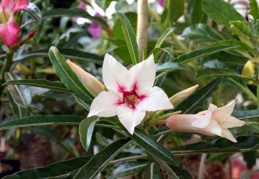 Adenium cv Canary Bird Peach 2 (2186 відвідувань) Adenium cv Canary Bird Peach 2