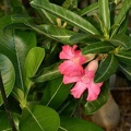 Adenium cv Dance Of Batterfly 1 (2212 відвідувань) Adenium cv Dance Of Batterfly 1