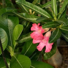Adenium cv Dance Of Batterfly 1 (2212 відвідувань) Adenium cv Dance Of Batterfly 1