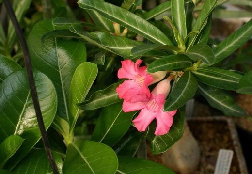Adenium cv Dance Of Batterfly 1 (2206 відвідувань) Adenium cv Dance Of Batterfly 1