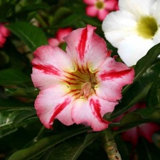 Adenium cv Dance Of Batterfly 2 (2075 відвідувань) Adenium cv Dance Of Batterfly 2