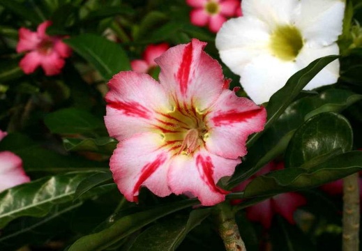 Adenium cv Dance Of Batterfly 2 (2062 відвідувань) Adenium cv Dance Of Batterfly 2