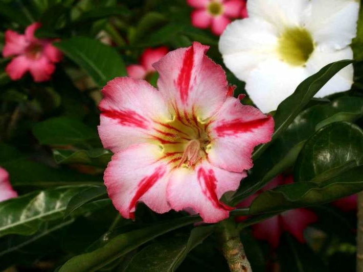 Adenium cv Dance Of Batterfly 2 (2064 відвідувань) Adenium cv Dance Of Batterfly 2