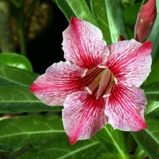 Adenium cv Dance Of Batterfly 4 (2095 відвідувань) Adenium cv Dance Of Batterfly 4
