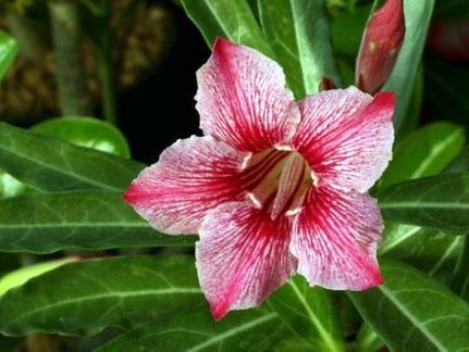 Adenium cv Dance Of Batterfly 4 (2086 відвідувань) Adenium cv Dance Of Batterfly 4