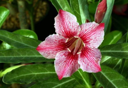 Adenium cv Dance Of Batterfly 4 (2084 відвідувань) Adenium cv Dance Of Batterfly 4