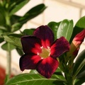 Adenium cv Dark Forest (1901 відвідувань) Adenium cv Dark Forest