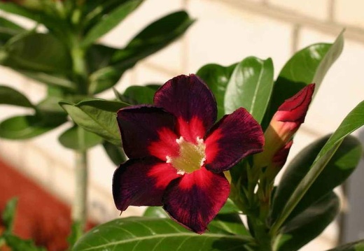 Adenium cv Dark Forest (1897 відвідувань) Adenium cv Dark Forest