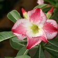 Adenium cv Fragrant Delight 1 (1953 відвідувань) Adenium cv Fragrant Delight 1