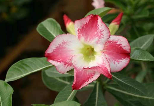 Adenium cv Fragrant Delight 1 (1948 відвідувань) Adenium cv Fragrant Delight 1