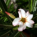 Adenium cv Garden Of Falling Star (1677 відвідувань) Adenium cv Garden Of Falling Star