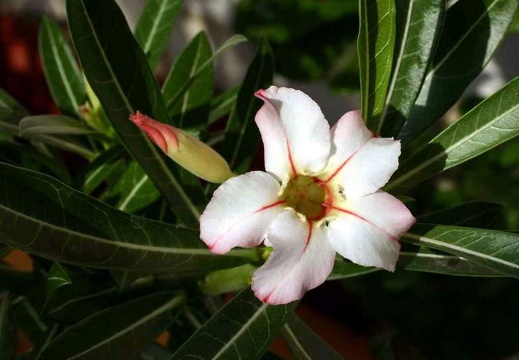 Adenium cv Garden Of Falling Star (1670 відвідувань) Adenium cv Garden Of Falling Star
