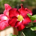 Adenium cv Mini Red (1811 відвідувань) Adenium cv Mini Red