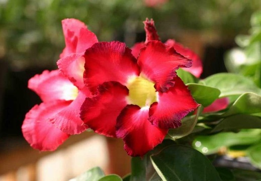 Adenium cv Mini Red (1807 відвідувань) Adenium cv Mini Red