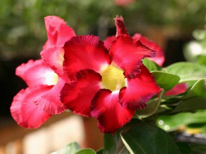 Adenium cv Mini Red (1805 відвідувань) Adenium cv Mini Red