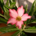 Adenium cv Noble (1832 відвідувань) Adenium cv Noble