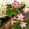 Adenium cv Pink (1901 відвідувань) Adenium cv Pink
