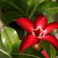 Adenium cv Small Red Plum 1 (1645 відвідувань) Adenium cv Small Red Plum 1