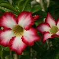 Adenium cv Super Big Chubiness (1889 відвідувань) Adenium cv Super Big Chubiness