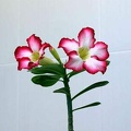 Adenium cv Super Big Chubiness 1 (1765 відвідувань) Adenium cv Super Big Chubiness 1