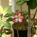 Adenium cv Super Big Chubiness 2 (1692 відвідувань) Adenium cv Super Big Chubiness 2