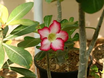 Adenium cv Super Big Chubiness 2 (1684 відвідувань) Adenium cv Super Big Chubiness 2