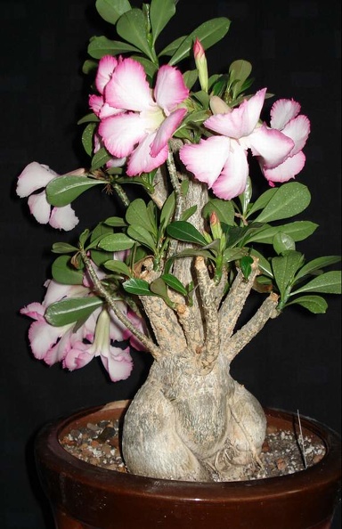 Adenium_obesum_Botanischer_Garten_der_Universitat_Kiel__Smeyko_FG.JPG