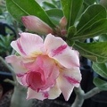 Adenium_obesum_cv___Thong_Chompoo__.JPG
