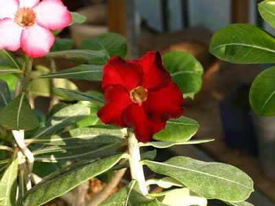 Adenium cv. 'Arrogant' (2580 відвідувань) Фото и растение Александра Митченко (Киев)
Adenium cv. 'Arrogant'