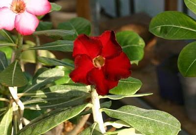 Adenium cv. 'Arrogant' (2570 відвідувань) Фото и растение Александра Митченко (Киев)
Adenium cv. 'Arrogant'