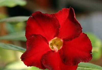 Adenium cv. 'Arrogant' (2595 відвідувань) Фото и растение Александра Митченко (Киев)
Adenium cv. 'Arrogant'