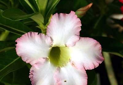 Adenium cv. 'Super Perfume' (Clone) (2354 відвідувань) Фото и растение Александра Митченко (Киев)
Adenium cv. 'Super Perfume' (Clone)