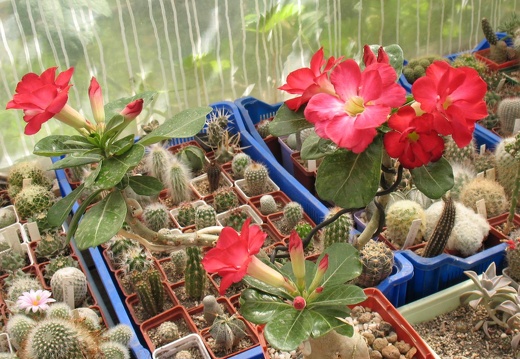         Adenium obesum cv   Dark Forest