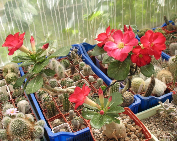 ________Adenium_obesum_cv___Dark_Forest.JPG