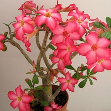 Adenium obesum (3257 відвідувань) Фото и растение Дениса Круподерова (Житомир)
Adenium obesum