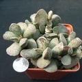 Adromischus cooperi (96 відвідувань) Adromischus cooperi