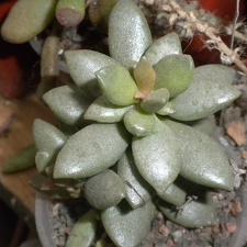 Adromischus cooperi 002 (2467 відвідувань) Adromischus cooperi 002