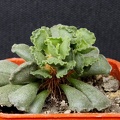 Adromischus_cristatus.JPG