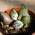 Adromischus_cvSilver_Tubes.JPG