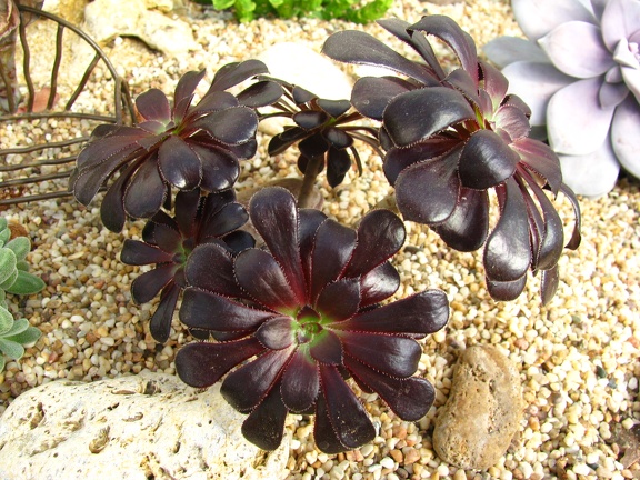 Aeonium arboreum var atropurpureum cv Schwarzkopf (2384 відвідувань) Aeonium arboreum var atropurpureum cv Schwarzkopf