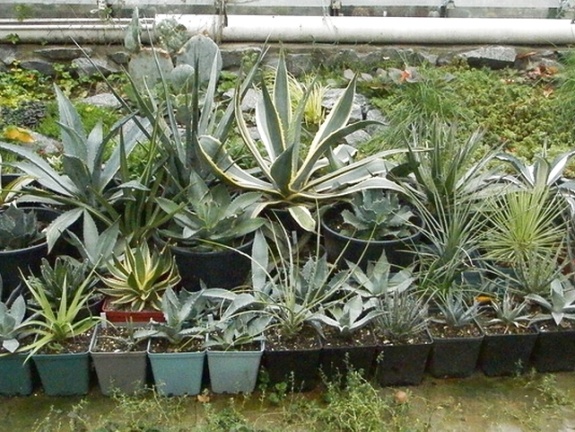 Agave (352 відвідувань) Фото и растения Ивановой Елены (Киев) Agave