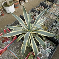Agave americana f variegata (2176 відвідувань) Agave americana f variegata