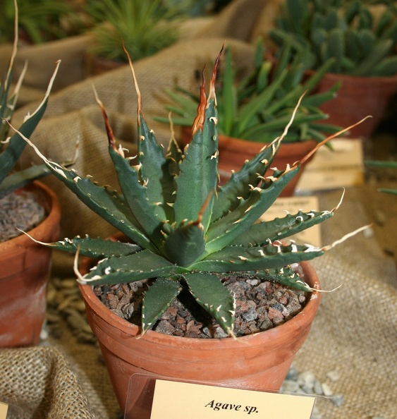 Agave_sp.JPG